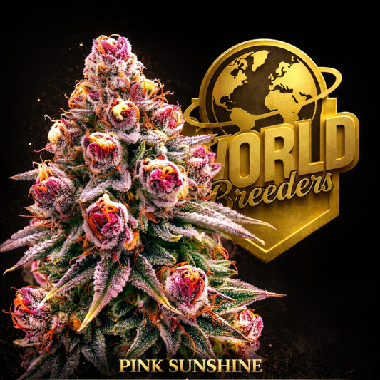 Pink Sunshine World Breeders Fem X5