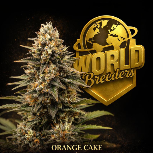 Orange Cake World Breeders Fem X5