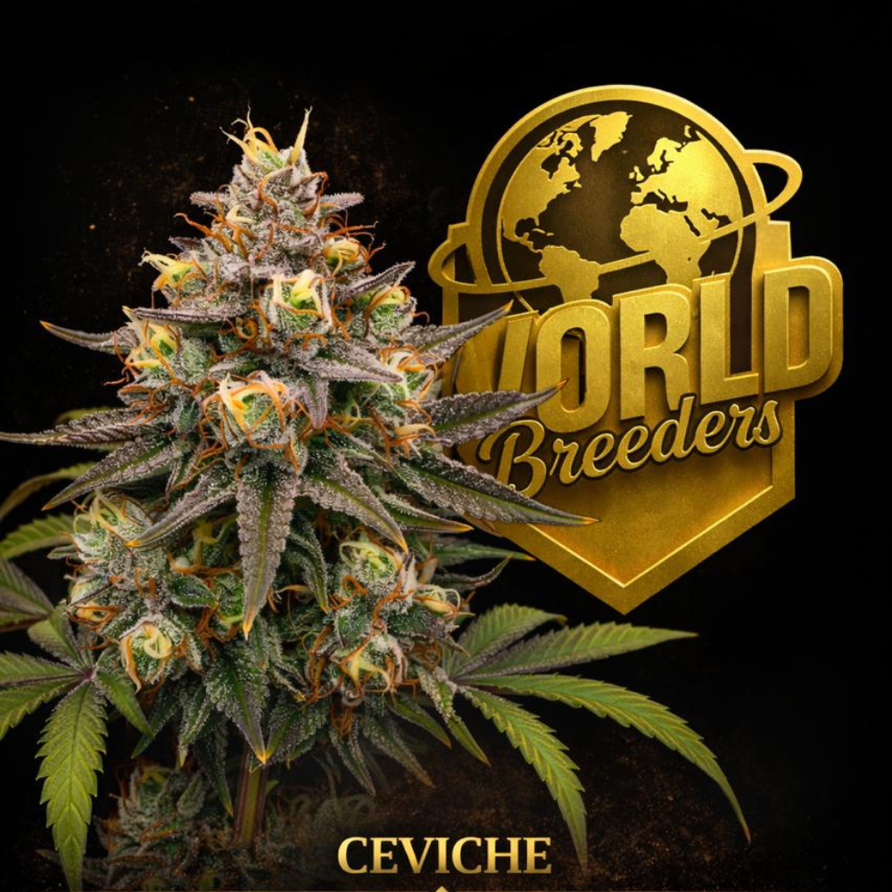 Ceviche World Breeders Fem X5