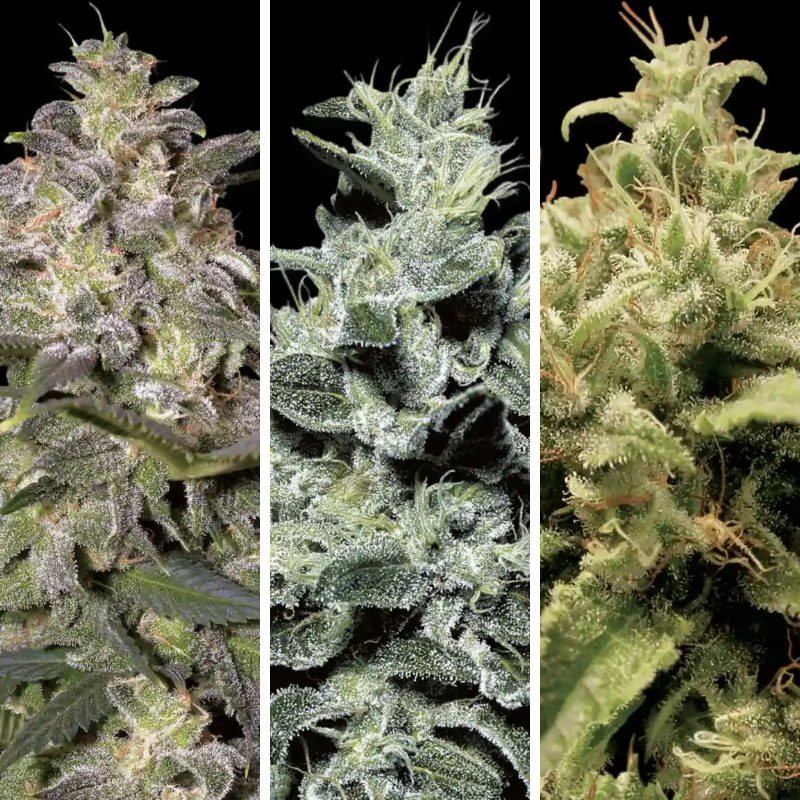 Combo 9 Semillas Fem Paradise Seeds / Magic Bud x3 - Nebula x3 - Opium x3