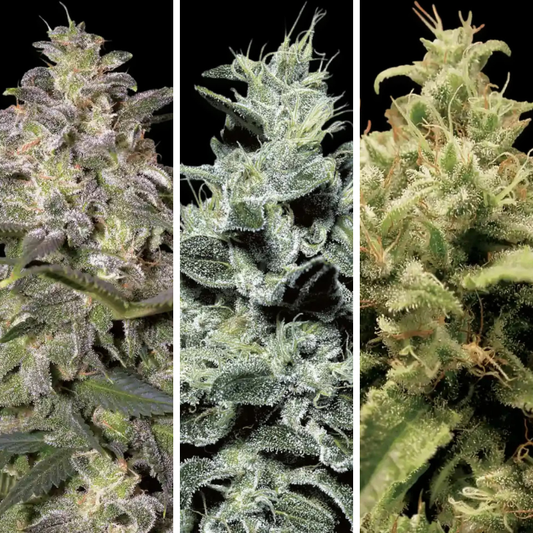 Combo 9 Semillas Fem Paradise Seeds / Magic Bud x3 - Nebula x3 - Opium x3