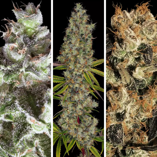 Combo 9 Semillas Fem Paradise Seeds / Original White Widow x3 - Rainbow Road x3 - White Berry x3