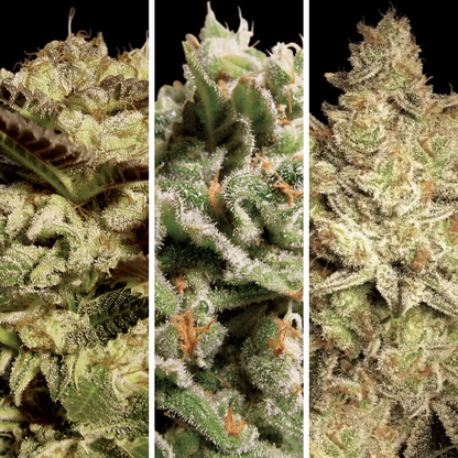 Combo 9 Semillas Fem Paradise Seeds / Durga Mata x3 -  Dutch Dragon x3 - Jacky White x3