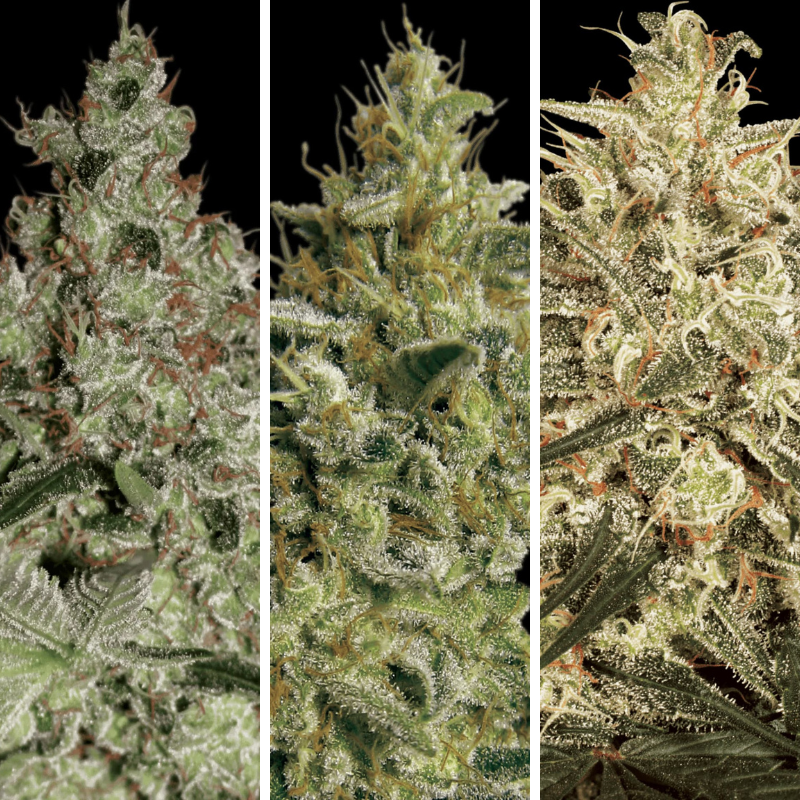 Combo 9 Semillas Fem Paradise Seeds / Acid x3 -  All Kush x3 - Atomical Haze x3