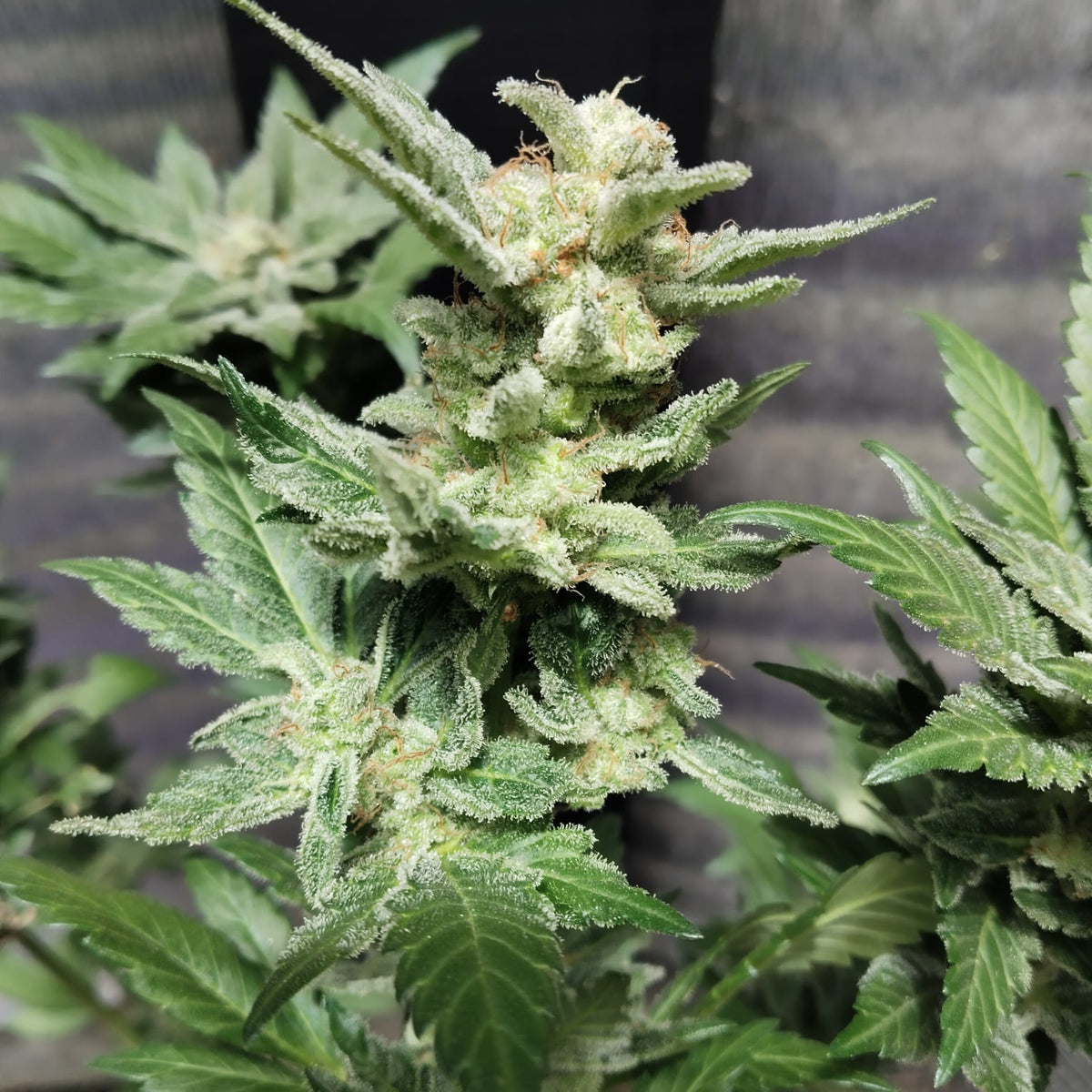 Colombian Gold World Breeders Fem X5
