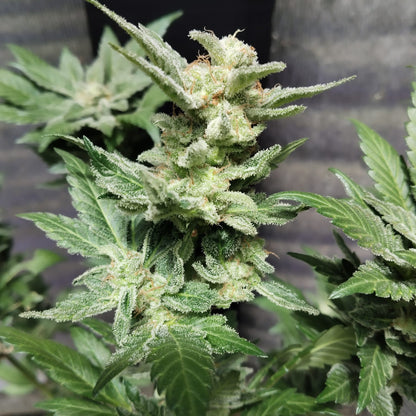 Colombian Gold World Breeders Fem X5