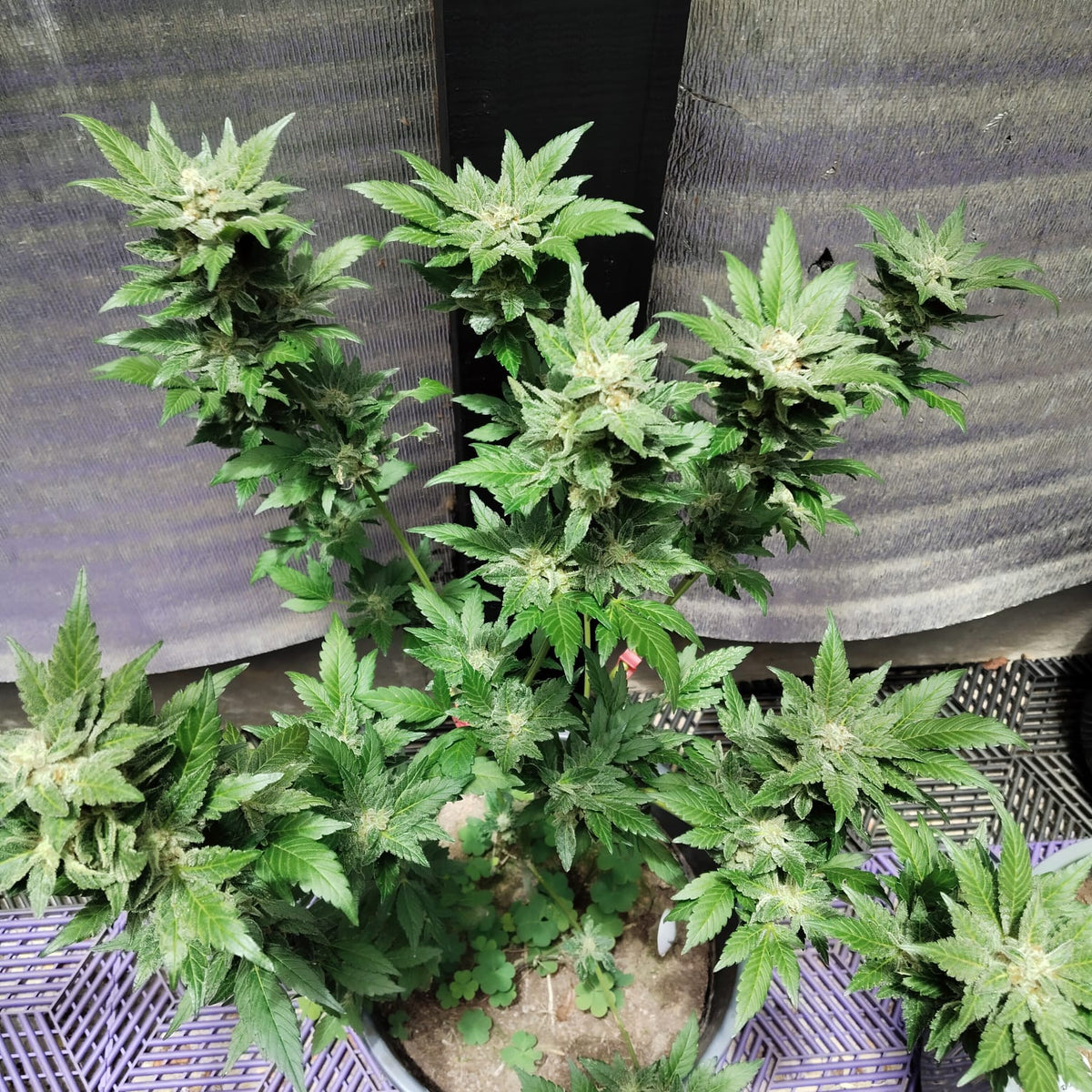 Colombian Gold World Breeders Fem X5