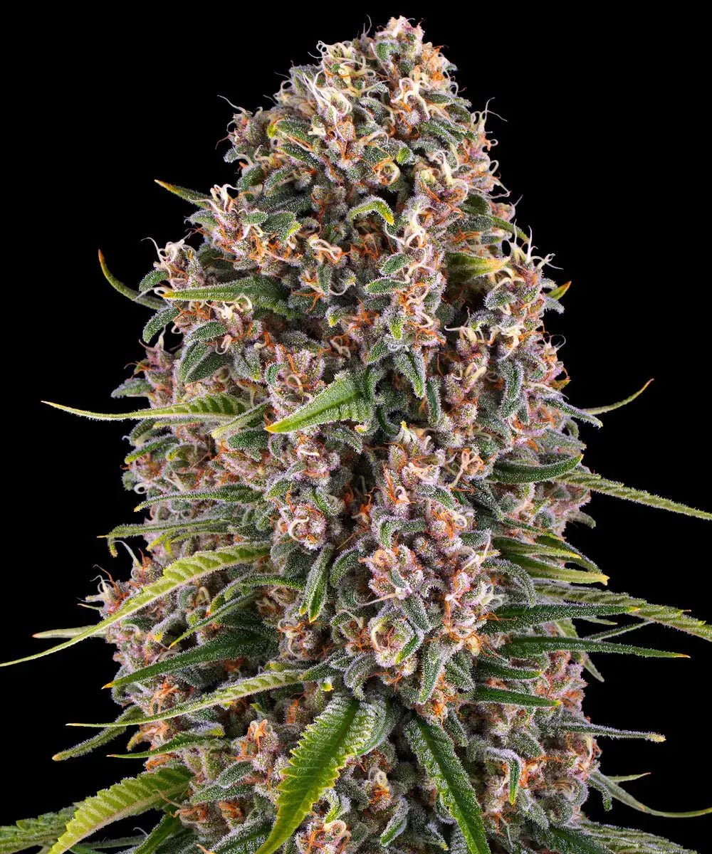 Blue Cheese Barney’s Farm Fem X3