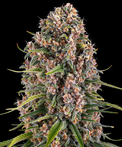 Blue Cheese Barney’s Farm Fem X3