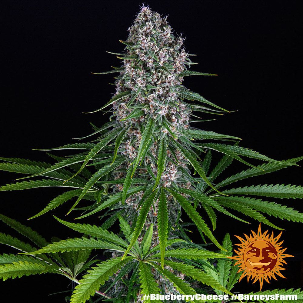Blue Cheese Barney’s Farm Fem X3