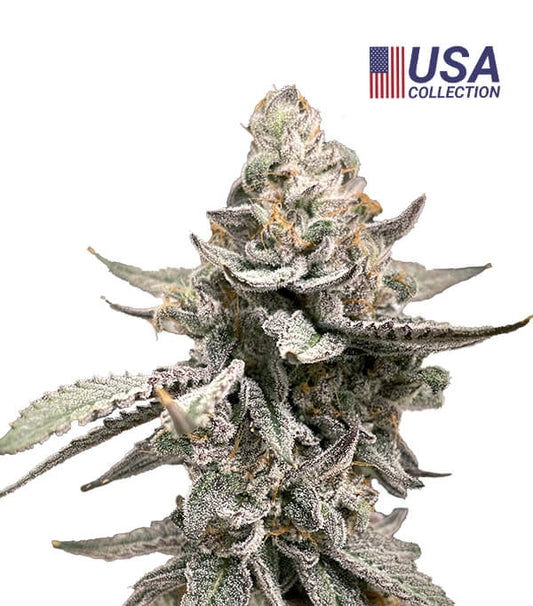 GMO Gea Seeds Fem