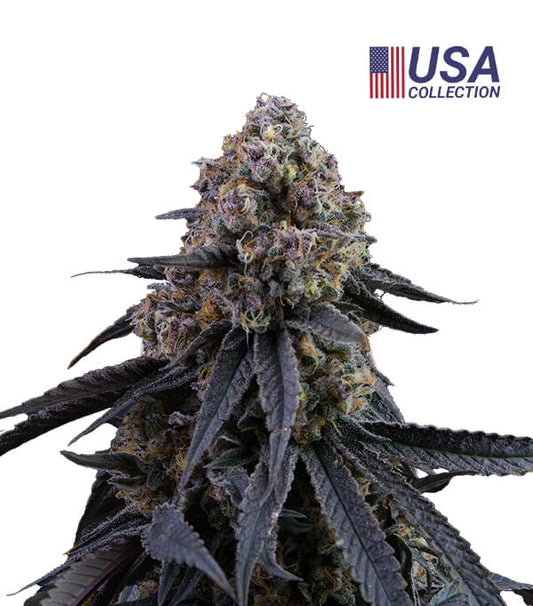 Mimosa Punch Gea Seeds Fem