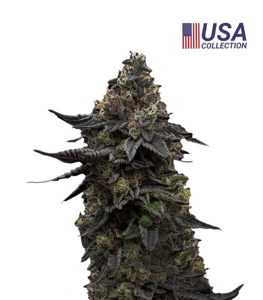 OG Runtz Gea Seeds Fem