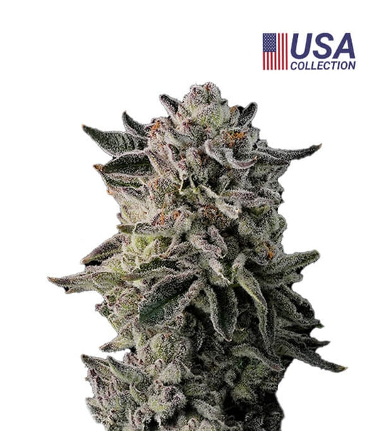 Pluto Gea Seeds Fem