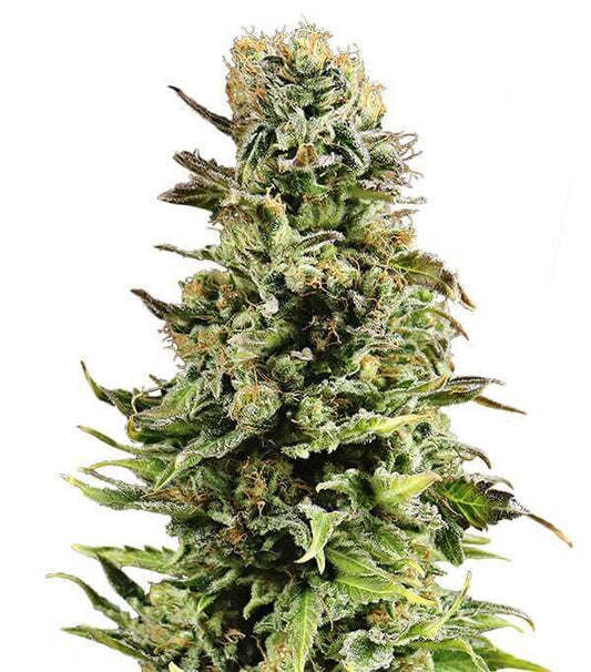 Semillas Auto Super Skunk Autoflorecientes Gea Seeds | Índica | Kanamart