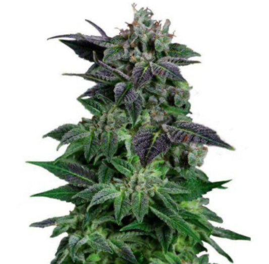 Semillas Auto Widow Autoflorecientes Gea Seeds | Índica | Kanamart