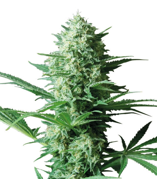Semillas Critical Widow Feminizadas Gea Seeds | Sativa | Kanamart