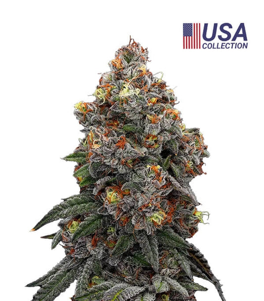 Semillas Gealato Sherb Feminizadas Gea Seeds | Índica | Kanamart