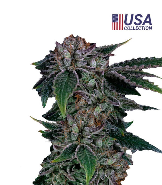 Semillas Gealousy Feminizadas Gea Seeds | Índica | Kanamart