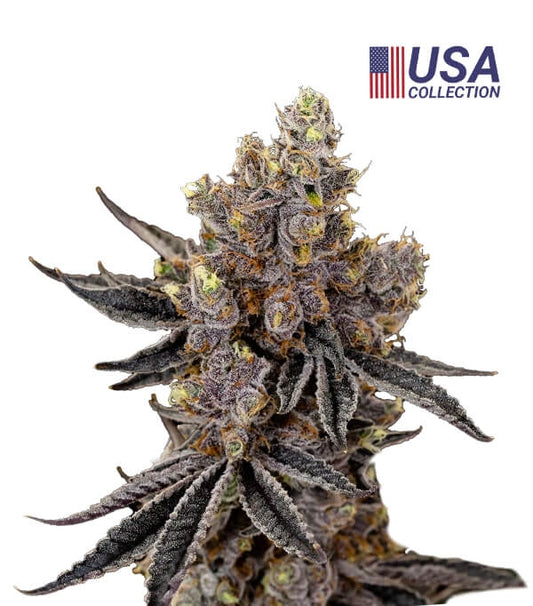 Semillas Kush Mints (KMS) Feminizadas Gea Seeds | Índica | Kanamart