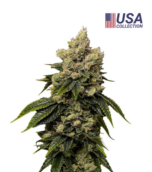 Semillas Kush Mintz Feminizadas Gea Seeds | Índica | Kanamart