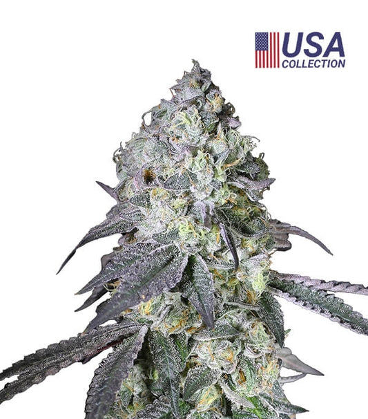 Semillas Lemon Bean Feminizadas Gea Seeds | Sativa | Kanamart