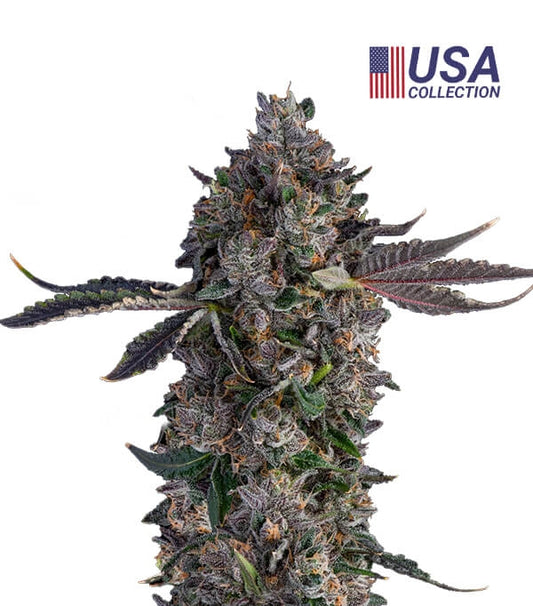 Semillas Lemon Cherry Gealato Feminizadas Gea Seeds | Sativa | Kanamart
