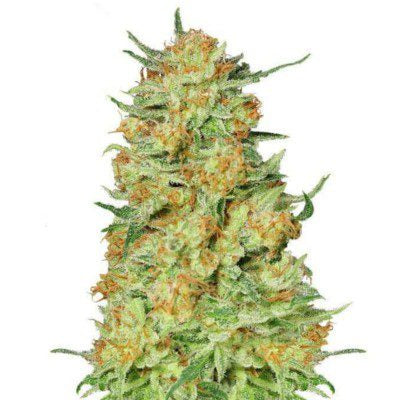 Semillas Northern Kush Feminizadas Gea Seeds | Índica | Kanamart