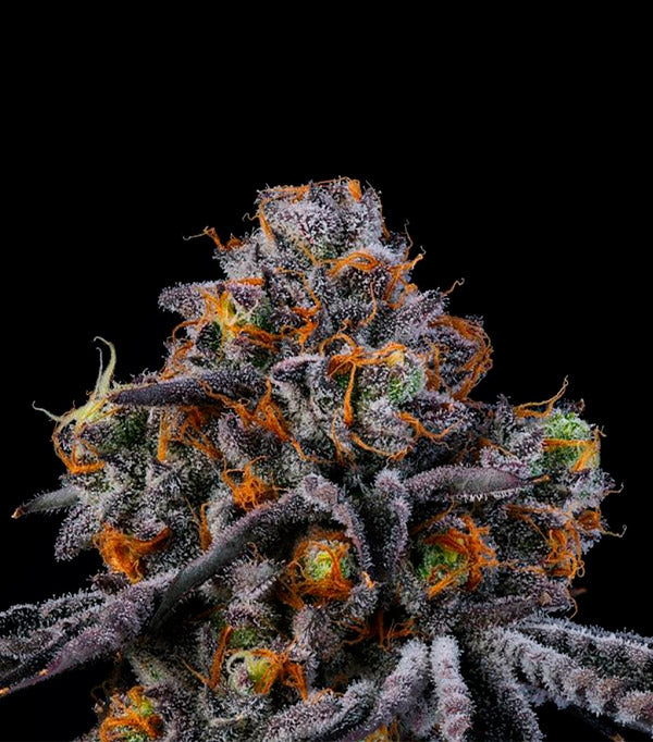 Semillas RS11 Feminizadas Gea Seeds | Índica | Kanamart