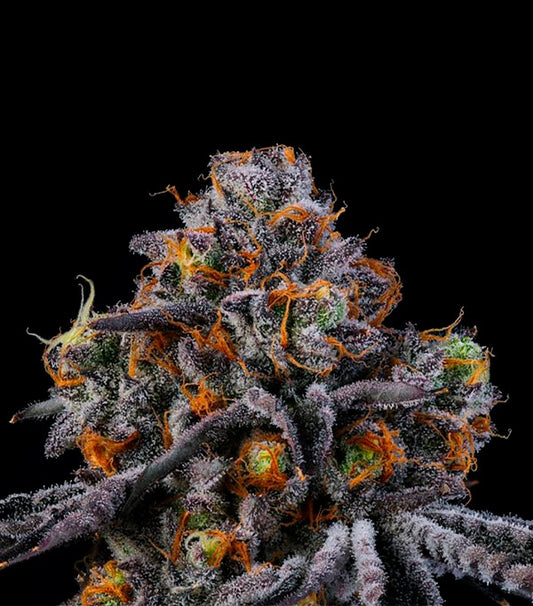 Semillas RS11 Feminizadas Gea Seeds | Índica | Kanamart