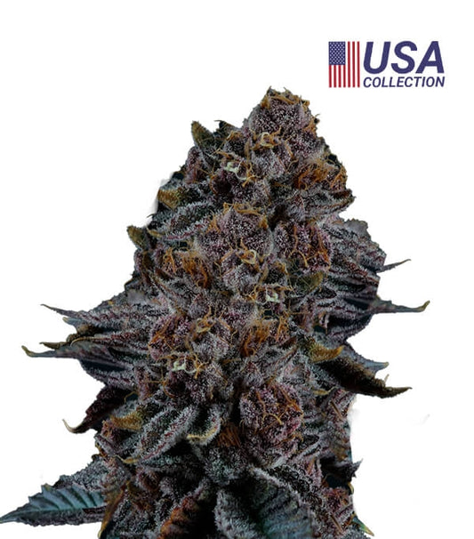 Semillas Tropicana Cherry Feminizadas Gea Seeds | Sativa | Kanamart