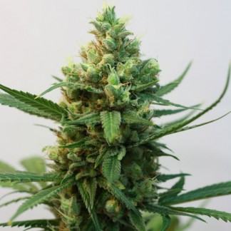 Toxic Ripper Seeds Fem X3