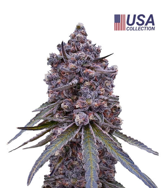 Tropicana Berry Gea Seeds Fem