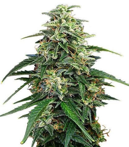 Semillas Amnesia Feminizadas Gea Seeds | Sativa | Kanamart