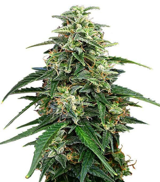 Semillas Amnesia Feminizadas Gea Seeds | Sativa | Kanamart