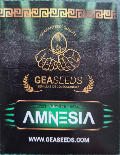 Semillas Amnesia Feminizadas Gea Seeds | Sativa | Kanamart