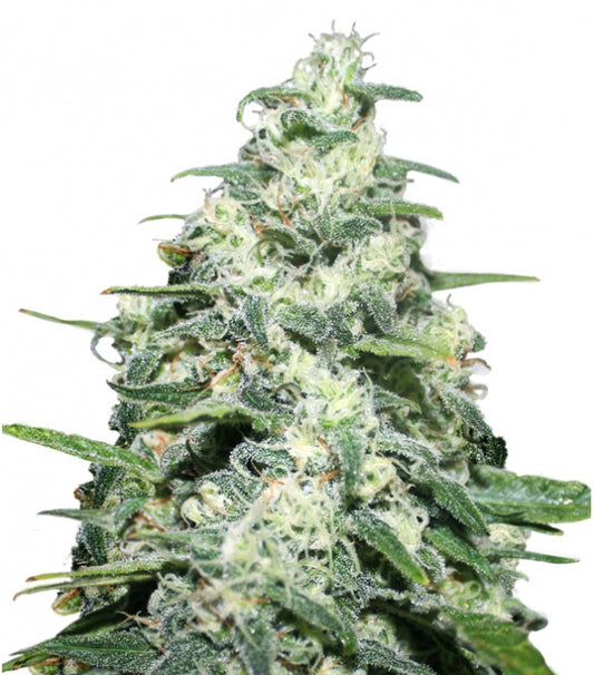 Semillas Amnesia Pro Feminizadas Gea Seeds | Sativa | Kanamart