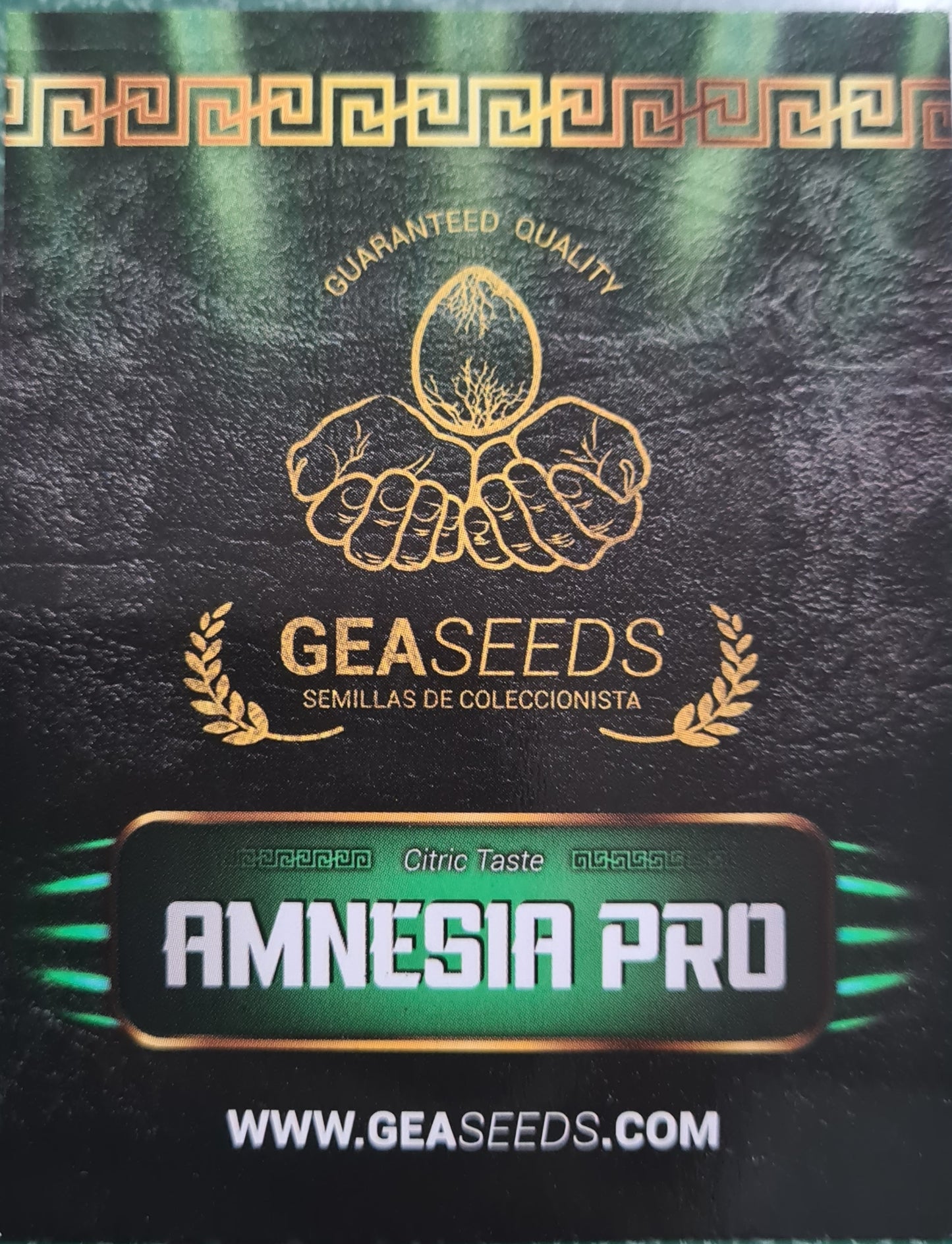 Semillas Amnesia Pro Feminizadas Gea Seeds | Sativa | Kanamart