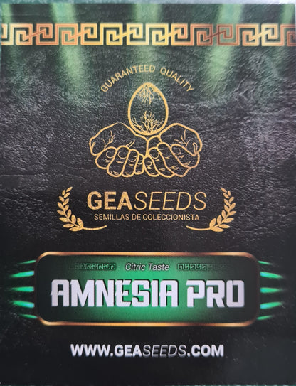 Semillas Amnesia Pro Feminizadas Gea Seeds | Sativa | Kanamart