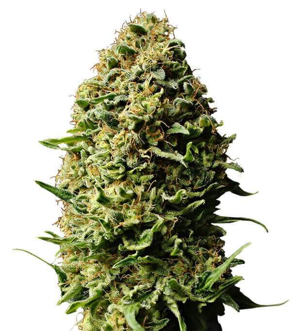 Semillas Auto AK Autoflorecientes Gea Seeds | Sativa | Kanamart
