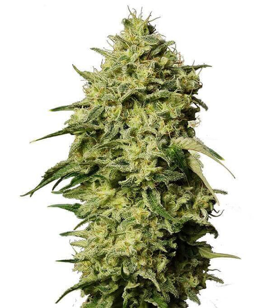 Semillas Auto Amnesia Autoflorecientes Gea Seeds | Sativa | Kanamart