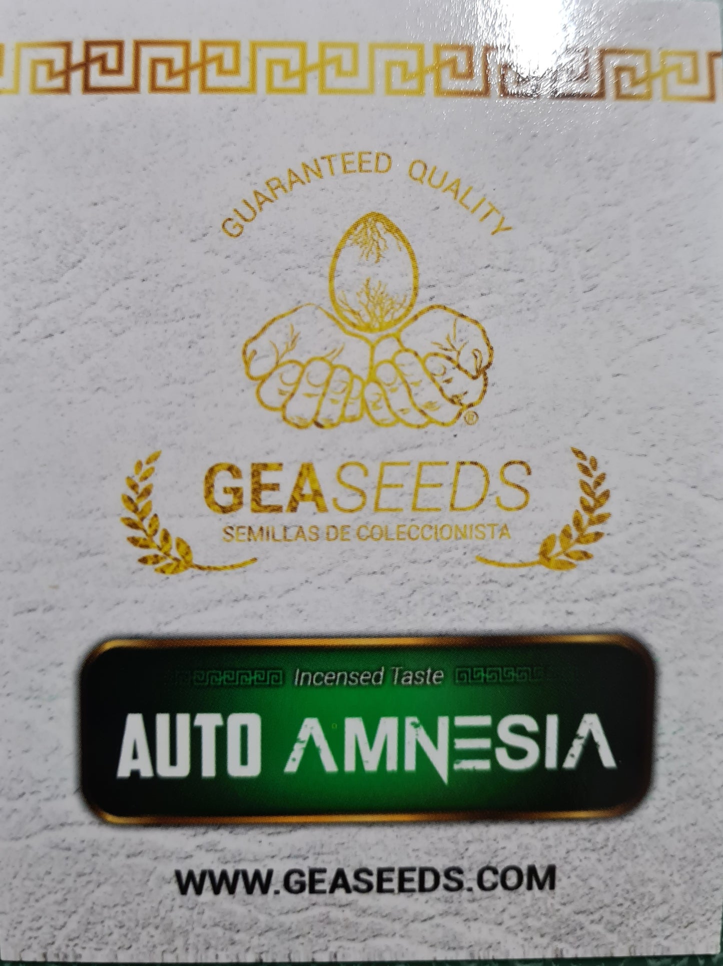 Semillas Auto Amnesia Autoflorecientes Gea Seeds | Sativa | Kanamart
