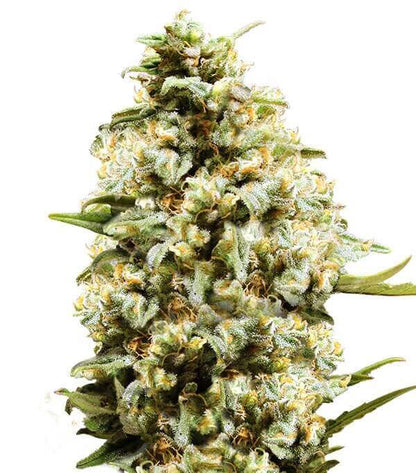 Semillas Auto Critical Autoflorecientes Gea Seeds | Índica | Kanamart