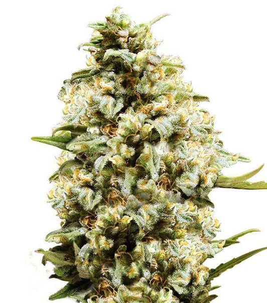 Semillas Auto Critical Autoflorecientes Gea Seeds | Índica | Kanamart