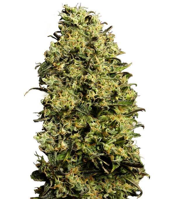 Semillas Auto M8 Autoflorecientes Gea Seeds | Sativa | Kanamart