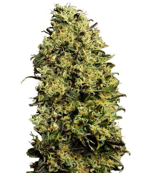 Semillas Auto M8 Autoflorecientes Gea Seeds | Sativa | Kanamart