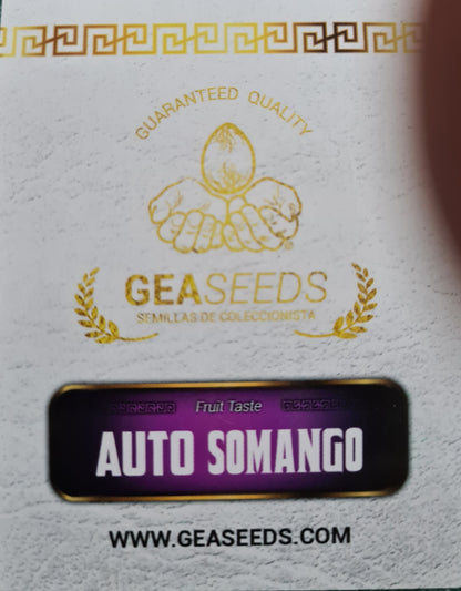 Semillas Auto Somango Autoflorecientes Gea Seeds | Índica | Kanamart