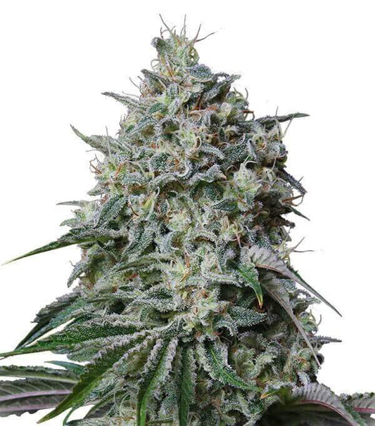 Semillas Cachalote Feminizadas Gea Seeds | Sativa | Kanamart