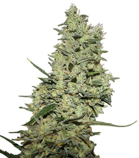 Semillas Critical++ Feminizadas Gea Seeds | Índica | Kanamart