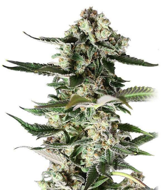 Semillas Critical Purple Feminizadas Gea Seeds | Índica | Kanamart